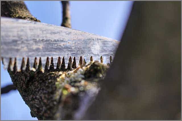 A tree branch about to be cut with the reciprocating saw pruning blade