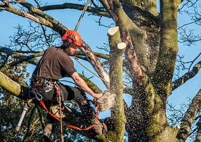 A professional cutting high tree branches