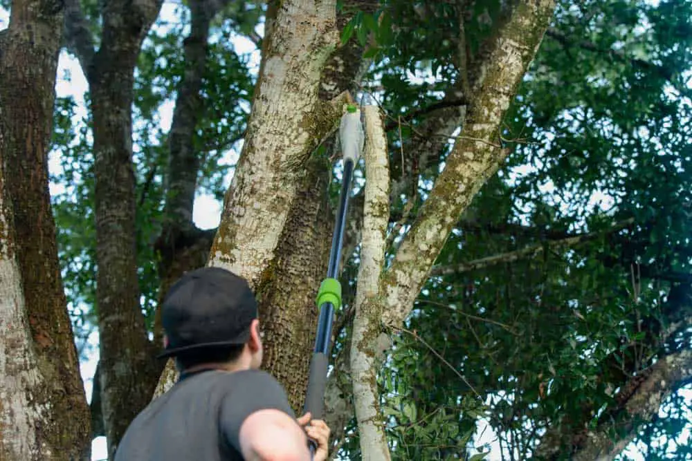 A man uses a pole saw to cut a large tree limb