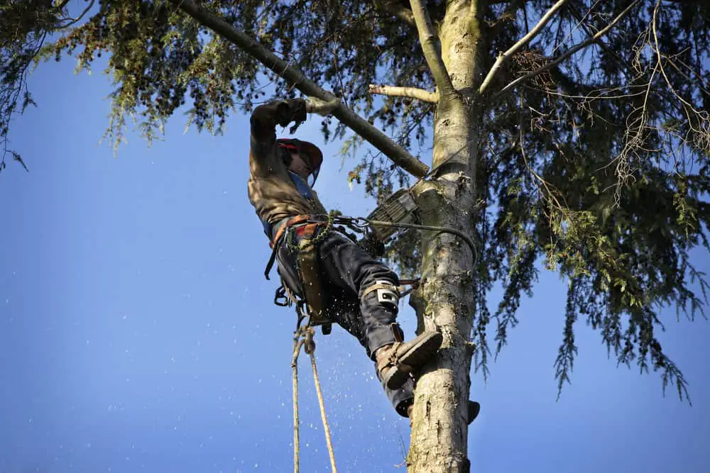 An arborist cutting a tree branch