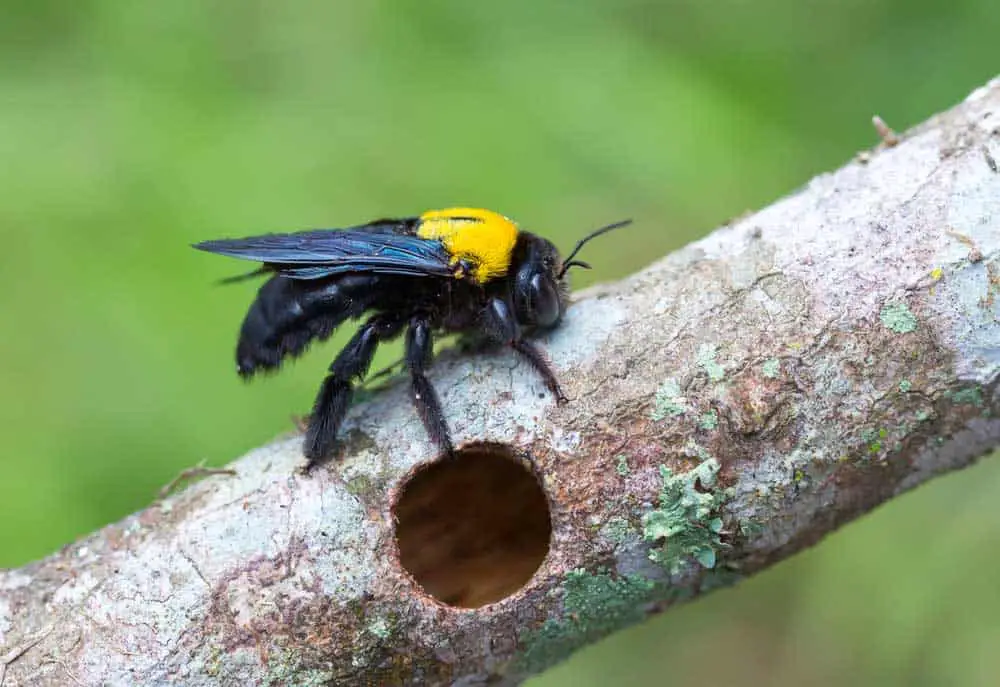 Carpenter bees like to make small holes in softwood.