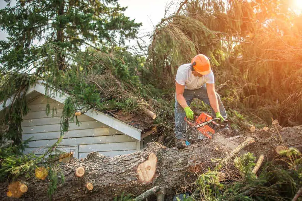 Cutting a big tree trunk with a chainsaw