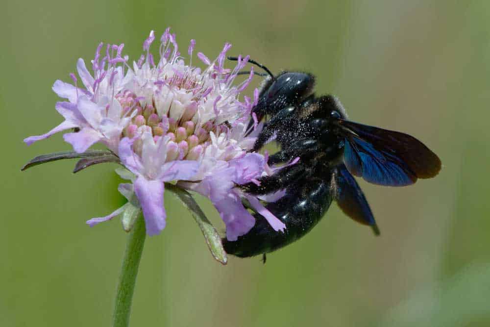Carpenter bees like to forage