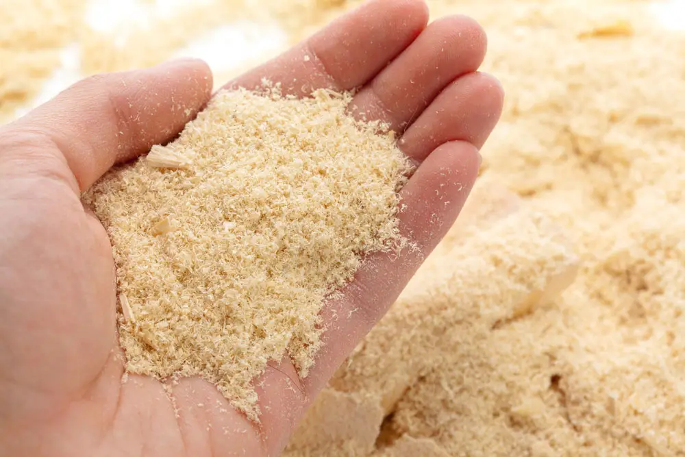 sawdust in hand