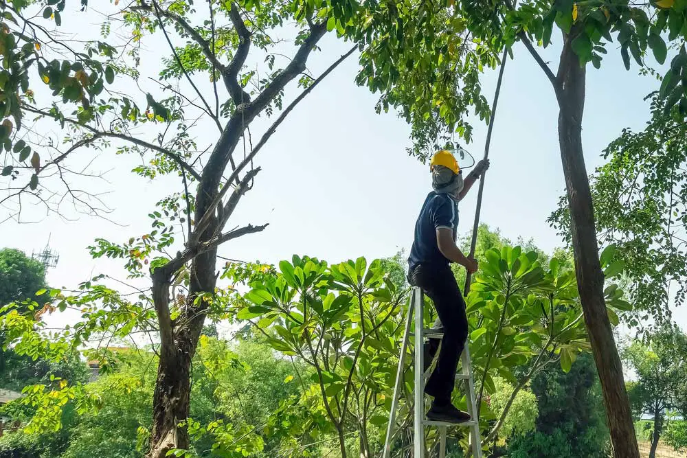 Man uses a pole saw to prune a tall tree